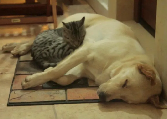 La Valle Delle Rose 마사프라