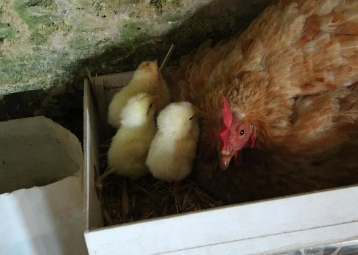 팜스테이 La Valle Delle Rose *